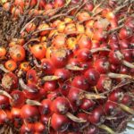 TBS Jambi Periode 10-16 Mei 2024 Turun Rp 35,83/Kg! Segini Harganya..