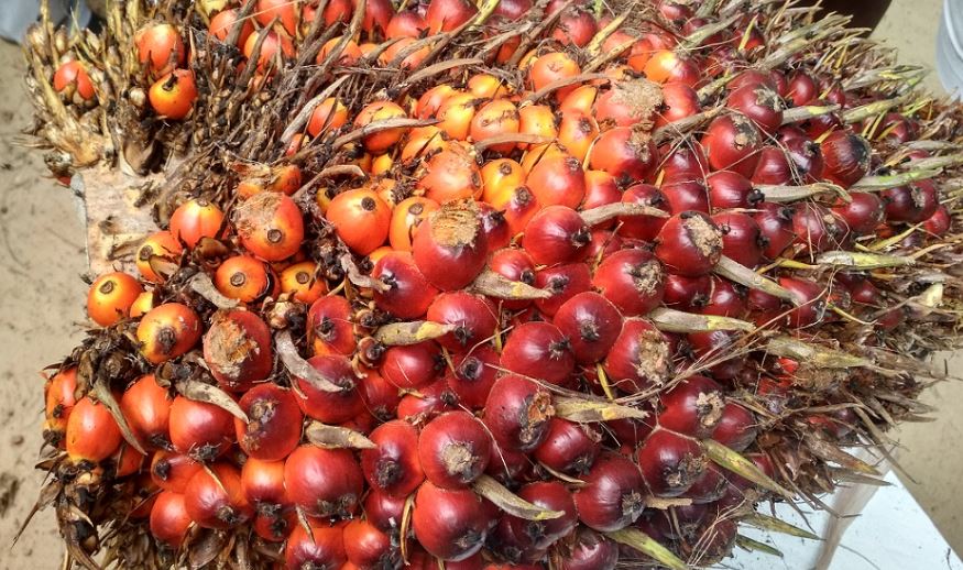 TBS Jambi Periode 10-16 Mei 2024 Turun Rp 35,83/Kg! Segini Harganya..