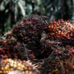 Periode Juni! TBS Jambi Terus Melonjak Beberapa Pekan Terakhir