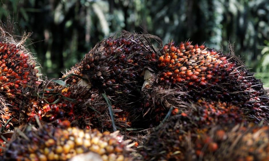 Periode Juni! TBS Jambi Terus Melonjak Beberapa Pekan Terakhir